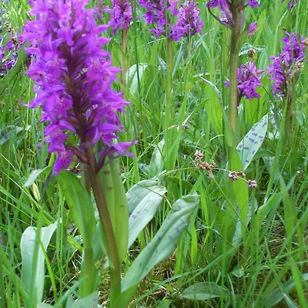 Tannenhof Bischofsgruen